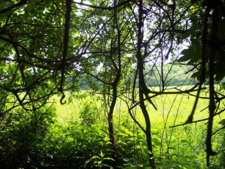 bozótosból a rétre látkép, ezért lett smaragdfalva, mert ragyog